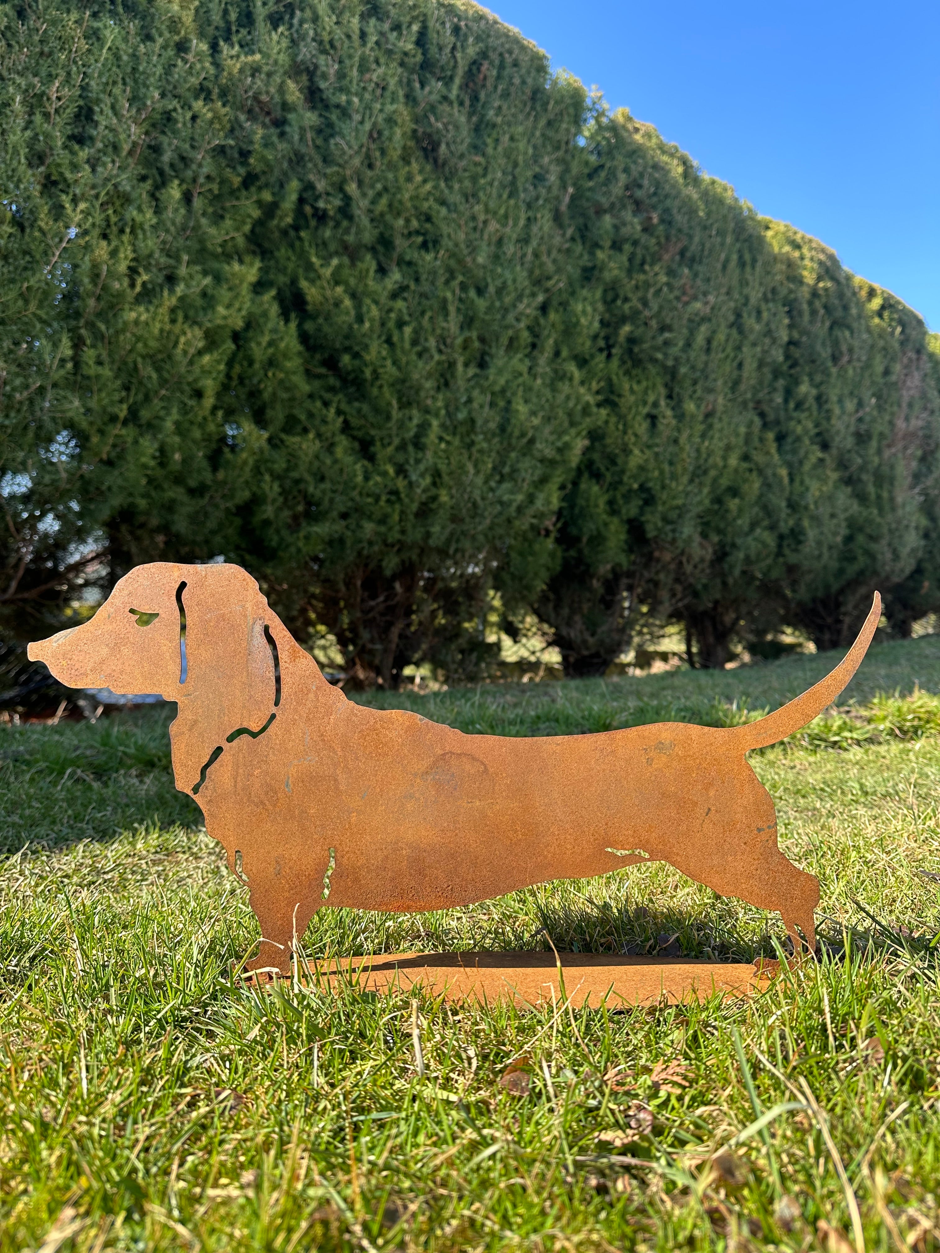 Hund „Dackel auf Platte”